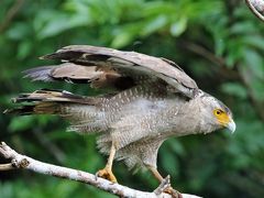 野鳥撮影記録（２０１７年４月）石垣島2日目