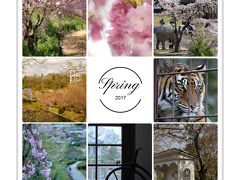 桜追いかけて･･･愛知の観光名所 東山動植物園と博物館 明治村