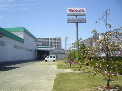 福岡ヤクルト工場の見学でヤクルトができるまでの工程を知り興味津々
