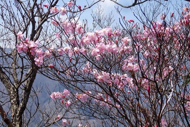秩父の山々には、美しいアカヤシオが見られるところが沢山あります。<br />アカヤシオ（赤八汐）は栃木県の県花で、別名はアカギツツジ（赤城躑躅）・・・丸くなったピンクの花弁が何とも美しい春の使者です。<br />今回は、アカヤシオの花を求めて、武甲山に連なる大持山～小持山を歩きました。<br />例年だと満開の時期ですが、今年は３月・４月が寒かったせいか、全体的な開花はこれからといった感じでしたが、小持山の頂上付近はアカヤシオの木に囲まれ、見事なピンクの花を楽しむことが出来ました。