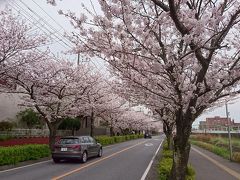 花見しながらTDSへ