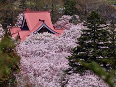ブララブコー 「桜を追いかけ"天下第一のさくら"高遠城址公園ドライブ旅」