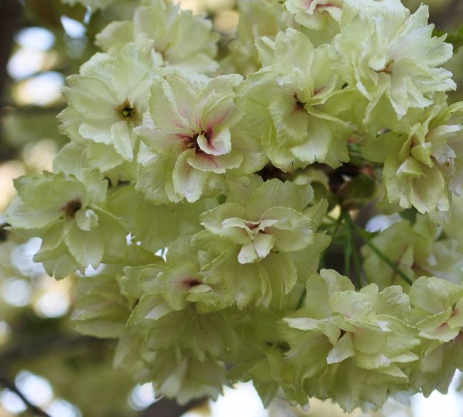 桜はややピークを過ぎていたが、ウコン桜やパンジーが綺麗に咲き誇っていた。