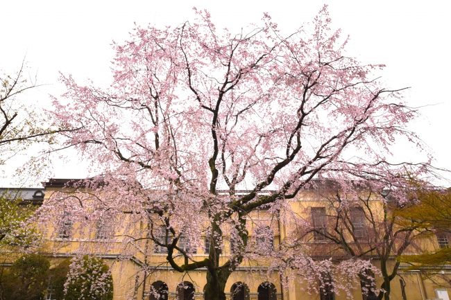 ひとりお花見部 2017④　二日目後半は蓮花寺～京都府庁～北野をどり～嵐電桜のトンネル