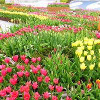 春の北陸　花と列車と海の景色を楽しむ旅（1日目　となみチューリップフェア、ラッピング列車）