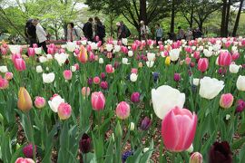 Japan　唐辛子爺といく春の昭和記念公園2017　～ミツバチばあやの冒険～