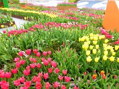 春の北陸　花と列車と海の景色を楽しむ旅（1日目　となみチューリップフェア、ラッピング列車）