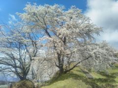 宮城のＢ級でマイナーな観光地めぐり1704 　「宮城の隠れた桜の名所　“大衡城跡公園＆陸上自衛隊大和駐屯地”」　　～大衡＆大和・宮城～