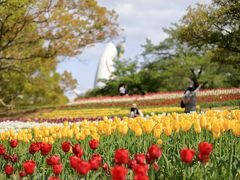 万博記念公園のチューリップ