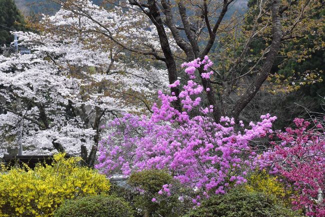 東秩父村白石（しろいし）集落は、４月になると民家の庭先に、桜、ハナモモ、ミツバツツジ、レンギョウなどの花が一斉に咲き始め、美しい彩りの里山になります。<br /><br />東武東上線の小川町駅から路線バスで40分ほど南西の方向に行ったところに白石集落があります。<br /><br />花の里山散歩は白石車庫周辺と養蜂場の２ヶ所を訪れます。<br />