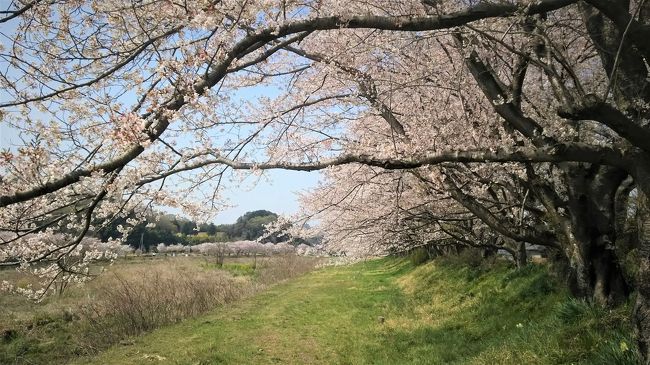 今年は４月になってから、けっこう寒い日もあって桜が長く咲いていた。<br />４月１４日には佐野市に行って、平成18年から長期計画で描き始められたフレスコ画の進捗状況を眺めた後、新聞に載っていた「大ぐり山荘」という店で昼食を食べた。<br />その後栃木市の永野川沿いを走っていたら、川の堤に沿って思いがけず見事な桜並木を発見。<br />人もあまりいず、桜ばかりが美しく咲いていた。<br /><br />また１７日には鹿沼市の北西部発光路（ほっこうじ）という所でも、枝垂れ桜や桃の花がきれいなのを見ることができた。<br /><br />フレスコ画や食事、桜や桃も美しくて、日本の春を満喫できた数日だった。<br /><br />しかし14日は、素晴らしい桜だったのに、私はなんとカメラを忘れてしまい、表紙も含めて、相棒殿のスマホで撮影した写真も混じっています。