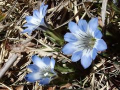 鈴鹿の春が好き♪　御在所岳を登る＆愛知県緑化センターの花