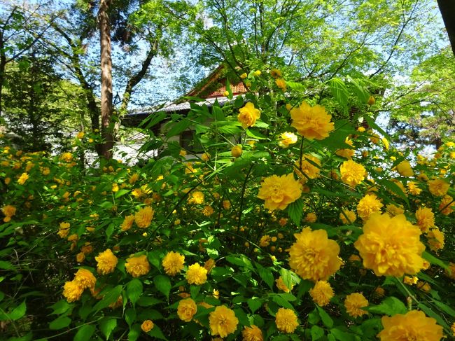 4月下旬、お天気が良いので　嵐山にほど近い松尾へお散歩に行く事にした。<br /><br />八坂神社前から始まる四条通を真っ直ぐ西へ　桂川を渡ると松尾大社に突き当たる。<br />電車だと、阪急・松尾大社駅で下車。　嵐山の一つ手前の駅なのに　いつも静かだ。　ちょうど春の花が咲き始め、百花繚乱　花盛りだった。<br />