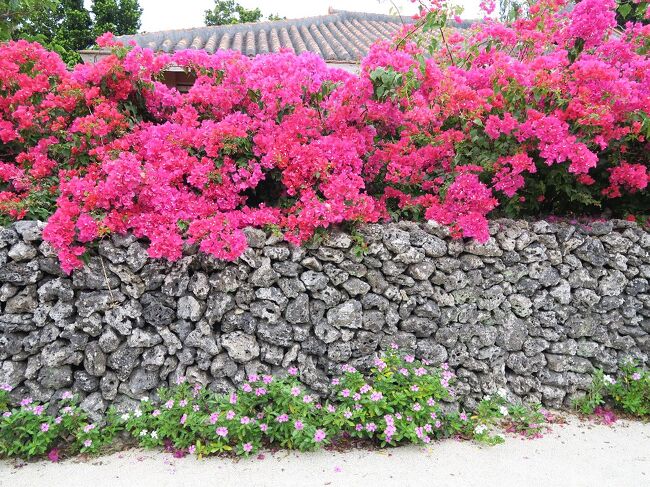 (写真は竹富島、ブーゲンビリア)<br /><br />正月の宮古島(http://4travel.jp/travelogue/11206249)に続き、今回は八重山諸島を廻ります。<br />八重山諸島とは石垣島、西表島、竹富島、小浜島、黒島、少し離れて日本最西端の与那国島、そして最南端の波照間島などから成る群島です。宮古諸島と合わせ先島諸島と呼ばれます。石垣島は石垣市、与那国島は与那国町なのですが、その他の島々はすべて竹富町となり、町の役場は石垣市にあるというからややこしい。さらにその職員は石垣市民だというからますます手におえない。それらの島々は石垣市離島ターミナルから高速船やフェリーで結ばれています。<br /><br /> ・石垣にサンゴ重ねて春と夏<br /><br /> ・風に舞いあなた此方のマダラ蝶<br /><br /> ・南風美らの國から招待状
