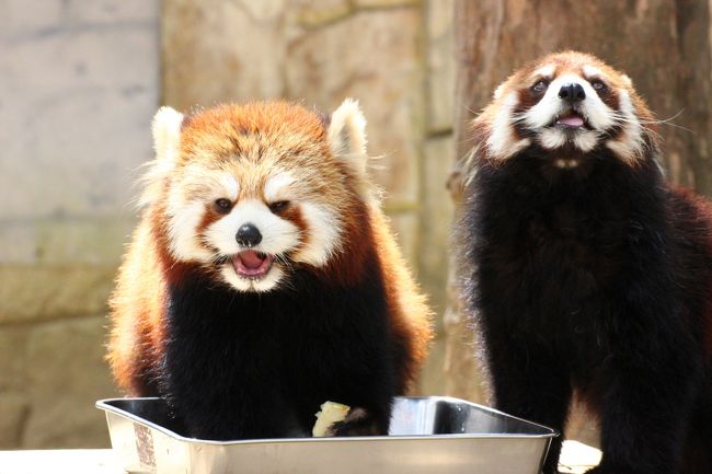 レッサーパンダを見ていると、美味しいときには、美味しいっ！って顔をしていいんだ、と思ったりします。<br />別に、してはいけないと思っていたわけではないのですが、たとえ誰も見ていないところでコンビニ弁当を食べていたとしても、レッサーパンダを思い出すと、美味しければ自然と満面の笑顔が浮かぶようになった気がします（笑）。<br /><br />今回の仙台・八木山動物園改めズーパラダイス八木山行きを決めたのは、去年2016年10月に会った子パンダ・コナツちゃんの成長ぶりを見たかったからです。<br />公開開始当日とその翌日に、まだ名前がついていないときに会えたコナツちゃん。<br />よちよちの赤ちゃんのときの可愛らしさは極上ですが、ゼロ才の子パンダの可愛らしさも格別です。<br />コナツちゃんの見た目は、クルミ・ママよりも大きく、どーんと成長していましたが、それはおそらく、毛がふわっふわなためで、体重は発表されていませんが、クルミちゃんよりまだ軽いだろうと思います。<br />少し先の話ですが、コナツちゃんも、１才を過ぎれば独り立ちをして、親子展示は終了となります。<br />その前に会いに行けてよかったですた。<br />クルミちゃんはそんなに子どもに構うママではないようなので、それほど母子の絡みはありませんし、コナツちゃんも自立心が芽生えてきているところでしたが、それでもコナツちゃんがママを気にする様子は見られました。<br />バッティングして、笑いを誘うような場面もありました。<br /><br />実は、ズーパラダイス八木山には、多摩動物公園からヤンヤンがお婿に行ったので、再訪をあと少し後にすれば、八木山でヤンヤンに再会できたかもしれません。<br />もしかしたらヤンヤンの公開はゴールデンウィークにあわせて、ということかもしれません。<br />でも、子どもの日を含むゴールデンウィークの動物園は混雑します。<br />関東圏の動物園ほど混雑しないかもしれないので、狙い目かもれないと思いましたが、仙台に行くならJRの週末パスを利用した方が断然お得なので、それが利用できないゴールデンウィーク中に行くのはもったいないです。<br />でも、ゴールデンウィーク後となると、気温もますます上がり、レッサーパンダにとって過ごしにくい季節になります。<br />なによりも、５月は私自身がレッサーパンダ遠征をしている余裕がなくなりそうなので、ヤンヤンの公開を待たずに、先に再訪してしまったわけです。<br />クルミちゃんとティエンくんは今年2017年に繁殖のための同居をしていた様子はないようなので、今年2017年は八木山でレッサーパンダの赤ちゃんは見込めないかもしれません。<br />でも、八木山には、きっとまた再訪すると思います。そのときにはヤンヤンに会えるでしょう。<br /><br />ヤンヤンを除くと、現在のズーパラダイス八木山のレッサーパンダは、クルミ・ママとコナツちゃん、それからティエン・パパに、スモモお姉ちゃんです。<br />主な展示場は２面なので、ティエンくんは終日展示、クルミちゃんとコナツちゃんは午前中、スモモちゃんは午後当番でした。<br />八木山では以前は14時台に定期的なおやつタイムがあったのですが、よく分からないながら何かクレームが入ったらしく、おやつタイムはなくなってしまいました（涙）。<br />飼育員さんのトークもとても良くて、いつも楽しみにしていたのに、残念です。<br />ただ、定期的ではなくても、10時半頃に飼育員さんがリンゴを差し入れることがあるようです。<br />いつもあるとは限らないようですが、本日は差し入れがあり、嬉しそうにリンゴを食べるティエンくん、クルミちゃん、コナツちゃんが見られました！<br /><br />今回、写真を撮ったのは、圧倒的にコナツちゃんが多いです。<br />それだけ注目していたせいもありますが、コナツちゃんはやんちゃ盛りの子パンダだけあって、１番活動的だったからです。<br />ティエンくんは、昔に比べると昼寝している時間が長くなりました。開園１番の朝食タイム後、すぐに昼寝に入ってしまい、リンゴの差し入れ前にはバックヤードに飼育員さんの気配を感じて起きてきましたが、食べ終わったらまたすぐ寝てしまい、元気に活動し始めたのは夕方でした。<br />それまでのティエンくんは、眠たかったからか、目元がどこかしょぼしょぼしていて、以前のおめめくりくりで元気なティエンくんとはちょっと違っていて、少し心配になりました。<br />でも、夕方のティエンくんは、以前の元気でやんちゃそうな顔付きになっていて、安心しました。<br /><br />クルミちゃんは換毛が始まったかんじで、少し毛並みが乱れていました。<br />たぶん、育児疲れではないと思います。<br /><br />スモモちゃんとの展示替えは14時頃だろうと思ったのですが、他の猛獣たちやアフリカ圏の動物たちが、まだ昼間、屋外でゆうゆうと過ごすところが見たかったので、13時前にレッサーパンダ展示場から離れてしまい、展示交代の様子は見られませんでした。<br />でも、ずっと張り付いていたレッサー・ファンさんによると、スモモちゃんは展示場に出てきたらすぐに寝てしまい、私がレッサーパンダ展示場に戻って来た夕方のタイミングでやっと目を覚ましたようです。<br />どうやら、スモモちゃんを外に誘導するためにリンゴがふるまわれたりした様子もなかったようです。<br />もしそれがあったら、見損ねて残念に思うだろうと迷ったのですが、結果的に、レッサーパンダたちが寝ているときに他の動物たちも効率良く見学に行けたことになったようです。<br /><br />＜成長した子パンダに会いたくて約半年ぶりの通算６度目の仙台遠征＆ズーパラダイス八木山（旧：八木山動物園）再訪の旅行記のシリーズ構成＞<br />□（１）東北新幹線と仙台地下鉄でのアクセス編＆桜吹雪と葉桜の動物園＆駅弁と森のレストランと牛タンのグルメ編＆笹かまぼこと旅の月は欠かせない仙台みやげ編<br />■（２）レッサーパンダ特集：大きくなったコナツちゃんと小柄な可愛いクルミちゃんママ＆夕方いつもの調子を戻したティエンくん＆ママに似た可愛い子ちゃんのスモモちゃん<br />□（３）猛獣舎とアフリカ圏とは虫類館の動物たち～ホッキョクグマは遊んでいても寝ていても可愛い！＆カバはおしりや足裏も可愛い@<br />□（４）ラマからクマからペンギンまで：フタコブラクダの子供の名前に応募＆ハヤテくんがいなくなって終日展示になっていたツキノワグマのツバサくんほか<br /><br />八木山動物園改めズーパラダイス八木山の公式サイト<br />http://www.city.sendai.jp/zoo/index.html<br /><br />＜タイムメモ＞<br />05:55頃　家を出る<br />06:40　大宮駅に到着<br />06:58　大宮駅発の新幹線はやぶさ１号新函館北斗行きに乗車<br />08:04　仙台駅に到着<br />08:35頃　地下鉄東西線・八木山動物公園駅に到着<br />（仙台駅で少しのんびりしてから向かったため）<br />08:50　東門に到着<br />09:00　ズーパラダイス八木山に開園と同時に入園<br />09:00-09:10　ラマ・フタコブラクダ<br />09:10-09:40　レッサーパンダ（ティエン・クルミ・コナツ）<br />09:40-09:45　ニホンザル<br />09:45-11:30　レッサーパンダ（ティエン・クルミ・コナツ）<br />（10:30頃　不定期のリンゴ差入れ）<br />11:35-11:55　ホッキョクグマ（カイ・ポーラ・ナナ）<br />11:50-11:55　猛禽類<br />12:05-12:10　ライオン（オニールのみ）<br />12:10-12:20　スマトラトラ（昼当番のバユ）<br />12:30-12:45　レッサーパンダ（ティエン・クルミ・コナツ）<br />12:45-12:55　ツキノワグマ（終日ツバサ）<br />12:55-13:00　ニホンイノシシ<br />13:00-13:05　トカラヤギ<br />13:05-13:15　写真チェック小休憩<br />13:15-13:25　フタコブラクダ（名前に応募する）<br />13:25-13:30　チンパンジー<br />13:30-13:50　森のレストランでランチ休憩<br />14:00-14:40　アフリカ圏<br />（アフリカゾウ・キリン・シマウマ・カバ）<br />14:40-15:00　は虫類館<br />15:00頃　ゴリラはタッチの差でバックヤードへ<br />15:15-15:20　フンボルトペンギン<br />15:20-15:40　レッサーパンダ（ティエン・スモモ）<br />15:40-15:45　ニホンザル<br />15:45-16:35　レッサーパンダ（ティエン・スモモ）<br />（16:35　バックヤードへ）<br />16:35-16:40　ニホンザル<br />16:45　動物園を東門から出る（閉園16:45）<br />17:15　地下鉄で仙台駅に戻る<br />17:20-17:50　牛たん通り「たんや善治郎」で真たん定食の夕食<br />17:55-18:10　新幹線中央改札近くのみやげ処で買い物<br />18:30　仙台駅発の新幹線はやぶさ28号に乗車<br />19:38　大宮駅着<br />20:45頃　帰宅<br /><br />※これまでの動物旅行記の目次を作成済。随時更新中。<br />「動物／動物園と水族館の旅行記～レッサーパンダ大好き～　目次」<br />http://4travel.jp/travelogue/10744070<br /><br />＜これまでの八木山動物園のレッサーパンダの旅行記＞<br />５回目：2016年10月９日～10月10日<br />「Hello！レッサーパンダの赤ちゃん！～ママを必死に追いかけて木登りを学びつつある茶色いチビちゃん、八木山動物公園にて」<br />http://4travel.jp/travelogue/11181093<br />「レッサーパンダの赤ちゃんに会いたくて、日帰りできる仙台で１泊・八木山動物公園１日半（２）レッサーパンダ特集：シュララちゃんやすらかに～ティエンくんとクルミちゃんとスモモちゃんと赤ちゃんに癒されて」<br />http://4travel.jp/travelogue/11181193<br /><br />４回目：2016年５月７日<br />「ゴールデンウィーク直後の週末のレッサーパンダ動物園2016＜東北新幹線で行く仙台・八木山動物園＞（２）レッサーパンダ特集（前編）笹の朝ご飯のティエンくんとクルミちゃん＆午前当番のスモモちゃんは目線とシャッターチャンスをたっぷりくれるフォトジェニック・パンダ！」<br />http://4travel.jp/travelogue/11130623<br />「ゴールデンウィーク直後の週末のレッサーパンダ動物園2016＜東北新幹線で行く仙台・八木山動物園＞（３）レッサーパンダ特集（後編）柵越しの父娘バトルとイナバウアー・カップル＆お楽しみのリンゴには雲隠れシュララちゃんも登場！」<br />http://4travel.jp/travelogue/11130623<br /><br />３回目：2015年１月11日<br />「東北新幹線に乗って１年半ぶりの仙台の八木山動物園のレッサーパンダ詣（２）レッサーパンダ特集：３美姉妹のようだったクルミちゃんママとコウメちゃん・スモモちゃん」<br />http://4travel.jp/travelogue/10971744<br />「東北新幹線に乗って１年半ぶりの仙台の八木山動物園のレッサーパンダ詣（３）レッサーパンダ特集：元気で良かったリクくん＆姉さん女房候補のシュララちゃん＆超絶可愛いティエンくんの撮影会！？」<br />http://4travel.jp/travelogue/10971749<br /><br />２回目：2013年９月14日<br />「東北新幹線に乗って２度目の仙台・八木山動物公園～レンズの不調に泣きながら（3）レッサーパンダ編その１：正当派美パンダのリクくん＆ニヒルなキュートボーイのコンタくん＆ぽっちゃりアイシャドー女子のシュララちゃん」<br />http://4travel.jp/travelogue/10813705<br />「東北新幹線に乗って２度目の仙台・八木山動物公園～レンズの不調に泣きながら（4）レッサーパンダ編その２：ブラッシングも爪切りもOKな、子犬みたいなティエンくん＆みちがえるように可愛くなったクルミちゃん」<br />http://4travel.jp/travelogue/10813918/<br /><br />１回目：2013年３月17日<br />「東北新幹線に乗って仙台の八木山動物園へレッサーパンダ詣（2）レッサーパンダ編：コンタくん、シーソーお好き？＆アイシャドゥーおめめのシュララちゃん」<br />http://4travel.jp/travelogue/10758436/<br />「東北新幹線に乗って仙台の八木山動物園へレッサーパンダ詣（3）レッサーパンダと小動物編：八木山の新しい仲間ティエンくん、クルミちゃん、リクくん～プレーリードッグと子猿とアライグマ」<br />http://4travel.jp/travelogue/10758671/<br /><br />※これまでの八木山動物園とアクセス＆ちょっぴり仙台観光のある旅行記のURL集はこの旅行記シリーズ最初の旅行記「GW前の週末パス利用で仙台ズーパラダイス八木山へレッサーパンダ遠征（１）東北新幹線と仙台地下鉄でのアクセス編＆桜吹雪と葉桜の動物園＆駅弁と森のレストランと牛タンのグルメ編＆笹かまぼこと旅の月は欠かせない仙台みやげ編」の末尾に掲載しました。<br />http://4travel.jp/travelogue/11235516<br />