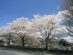 2017 桜旅 3日目①   平泉 毛越寺 中尊寺    桜めぐり