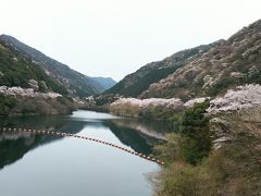 さくら満開～！！淡路島　諭鶴羽ダム公園（ゆづるはダムこうえん）　