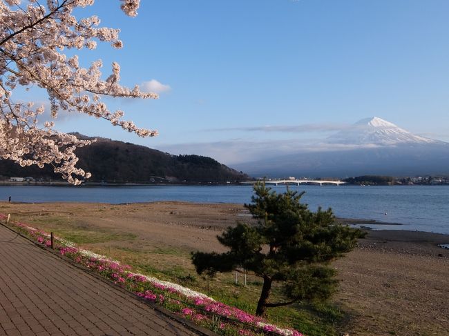 東京から日帰りで全都道府県めぐりの<br />第38回目は山梨県です。<br /><br />山梨といえばみんな大好き富士山！<br />しかもこの時期はみんな大好き桜が満開！<br />富士山と桜を撮影するための条件は、言わずもがな<br />桜が満開なのと、雲が富士山にかからないこと。<br /><br />まずはこまめに桜の開花状況をチェック。<br />富士河口湖総合観光情報サイトが<br />写真つきでエリアも細かく便利です。<br />http://www.fujisan.ne.jp/flower/f_info.php?flwr1_id=2<br /><br />雲が富士山にかからないかどうかは、<br />それ専門のサイトはないのですが<br />GPV気象予報の「雨量・雲量」が参考になります。<br />http://weather-gpv.info/<br />また、訪問直前にスマホからライブカメラを見るのはいいかも。<br /><br />というわけで条件をチェックしつつ<br />朝も早よから富士山のお膝元へ。<br />さあ、撮影はどうなるかなー？