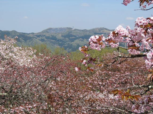 4月25日、午前10時に親鼻駅から美の山の仙元山コースを歩くハイキングを開始してから約2時間で今回の目的の一つであるサトザクラを見るために花の森に到着した。　ここでは昼食をした後、丁度見ごろのサトザクラを観桜して楽しんだ。花の森から見られる登谷山、皇鈴山、愛宕山が素晴らしかった。<br /><br /><br /><br />*写真は花の森から見られる登谷山及び皇鈴山