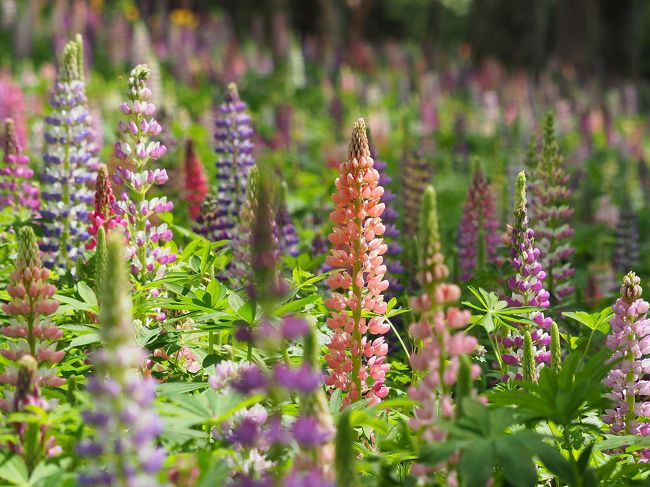 久々の旅行記アップです!<br /><br />春の花を求めて武蔵丘陵森林公園へ。<br />ブルーのネモフィラ、ビタミンカラーのポピー、カラフルな不思議な花ルピナス。どれも見頃でした。もちろん森の新緑も眩しいほど。<br />いくつもお花畑を巡るなんとも贅沢な一日でした。<br />