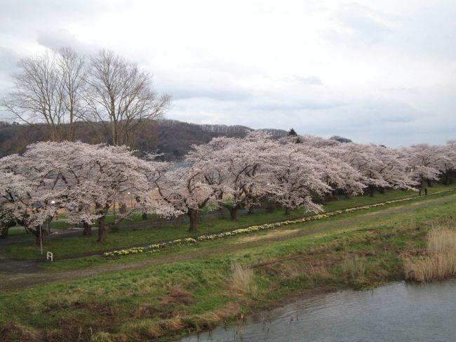 1日目の秋田・角館はほとんど咲いてなくて残念でした。夕方盛岡へ戻り2日目は盛岡・北上と岩手の桜の旅です。