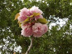 実朝桜は八重桜