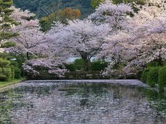 宮島&錦帯橋 羽田から日帰りお花見弾丸ツアー　　 ～桜に魅せられた吉香公園～