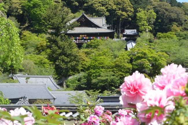 ２０１７年５月　西国三十三カ所巡り【８】第８番『長谷寺』で大輪の牡丹を愛でに～