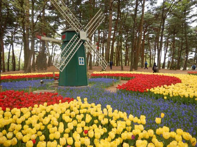 「ひたち海浜公園のネモフィラが見頃です。」とテレビで放送されているのを見て、どうしても行ってみたくなり、バスツアーを申し込みました。<br />「ひたち海浜公園」と「あしかがフラワーパーク」の二ヶ所をまわるツアーを選び、ネモフィラ、チューリップ、そして藤の花と見頃の花を楽しんできました。