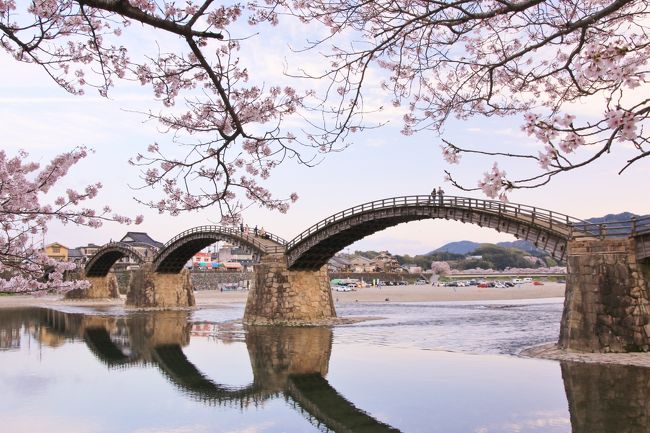 羽田から始発の岩国行きの飛行機に１人飛び乗り、宮島と錦帯橋の桜を見てきました。見所もフォトジェニックな場所も多い所なので本当はゆっくり滞在したかったのですが、訳あって今回は日帰り！文字通りの弾丸ツアーでしたが、岩国空港からは意外とアクセスが良く、天気にも恵まれ満開の桜を満喫してきました。<br /><br />旅の後半は錦帯橋。橋と満開の桜の写真が撮れればと思っていましたが、錦帯橋の奥にある吉香公園の桜がこれまた素晴らしく、思いのほか長く滞在してしまいました。写真も相当数撮ったので、吉香公園は別途アップします。<br /><br />残念ながら錦帯橋のライトアップは時間の関係で見ることができませんでしたが、予想以上に見どころが多そうな岩国。地元の方に教えてもらった錦川清流線からの風景と合わせて来年の桜の時期は泊りがけで岩国を再訪したいと思います。<br /><br />写真目的の旅なので同じような写真が続きますが、よろしければご覧ください。<br />