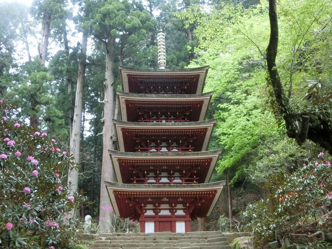 2017年4月、比叡山延暦寺、奈良の室生寺・長谷寺、京都東山・深草の旅に行って来ました。<br />2日目の4月26日(水)は、石楠花の室生寺、牡丹の長谷寺に向かいます。