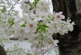 2017春、静岡県の桜(4/13)：国立遺伝学研究所構内(1/6)：300種類余の桜見本樹