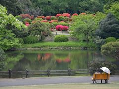 ぶらっと新宿御苑　＃真っ赤に盛り上がるツツジ山。モミジの新緑もまだまだ桜も楽しめました。