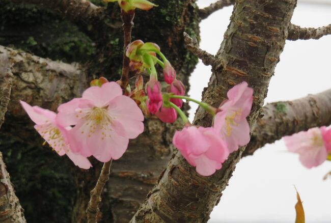 2017春、静岡県の桜(5/13)：国立遺伝学研究所構内(2/6)：300種類余の桜見本樹