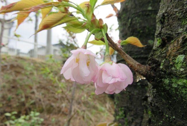 国立遺伝学研究所構内の桜の紹介です。