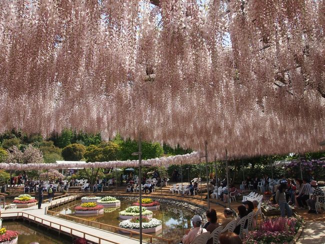 ここ最近毎年行ってる「あしかがフラワーパーク」<br />ＧＷ中はたぶんかなり混むと思い、連休に入る前で天気が良かった今日行って来ました。<br />昨年も月末に行きましたが、今年の方が咲き具合が遅い感じでした。<br />うす紅の藤とむらさき藤は綺麗に咲いてましたが、大藤の見頃はもうちょっとだけかかるらしく白藤も咲いたばかりのようでした。<br /><br />大藤をメインに行った方には少し残念かもしれませんが、綺麗に咲いた藤も多く、目を楽しませてくれました。<br /><br />