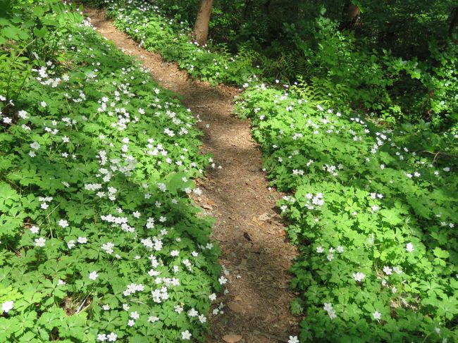 4月25日に今年初めての美の山ハイキングを行ったが時期的に見て数多くの山野草に遭遇することが出来た。　圧巻だったのは<br />ニリンソウの群落であった。　今まで数回この時期にハイキングして見てきた中では群落範囲がかなり広がっていることが分かった。　その他としてはイカリソウ及びハルリンドウがかなり見られた。　また、見晴らし園地前の杉林で白花エンレイソウがまた、見られたのは嬉しかった。　ヒトリシズカも見晴らし園地前で見られた。<br /><br /><br />*写真はニリンソウの群落