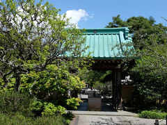 鎌倉散歩 上　花の光則寺の白藤は咲いてるかな