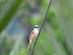 野鳥撮影記録（２０１７年４月）石垣島３日目＆最終日