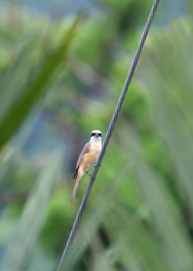 2日目は野鳥ガイドの力を１００％活用しての探鳥でしたが、3日目以降は仲間３人での探鳥です<br />うろ覚えながら前日のポイントを中心に回ってみることになります<br />アカガシラサギやカタグロトビなどもう少し良いシーンを撮るのを第一目的とはしましたがなかなか思うようにはいきませんでした。<br />写真はシマアカモズ<br />