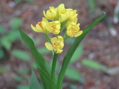 多福寺の雑木林でキンランを探す