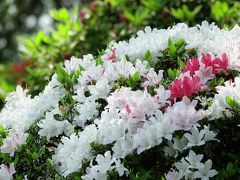 根津神社 ツツジ2017  あれ花が少ない