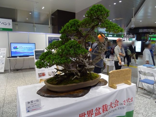 さいたま市で開かれている世界盆栽大会の紹介イベントが、JR大宮駅で開かれていました。<br />盆栽の枝振りが見事でした。