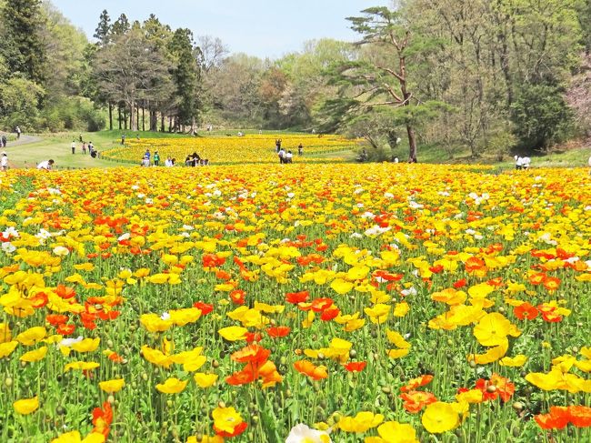 花の埼玉 武蔵丘陵森林公園 比企郡滑川町 東松山 埼玉県 の旅行記 ブログ By Bunbunさん フォートラベル