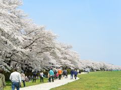 みちのく三大桜名所めぐり：（１）北上展勝地