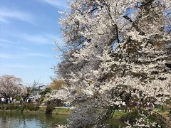 2017年04月　臥龍公園の桜と遠藤酒造の蔵開きに行ってきました。