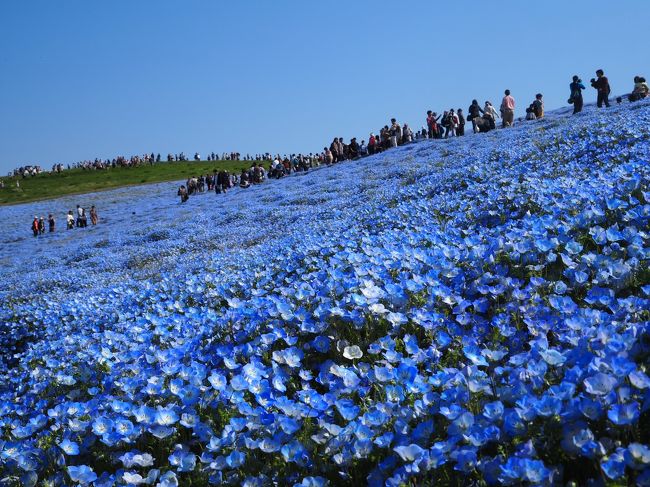 神秘のブルーに包まれたネモフィラの花畑♪　ひたちなかの大きな空。。<br />去年２０１６年１０月、真っ赤に紅葉した「コキア」を見たくて初めて訪れたひたち海浜公園。。。<br />春のネモフィラを何としても見たかったのです。<br />ＧＷに入ったその日に奇跡の絶景に出逢えました♪<br />うれしいことにＧＷ中は朝７時３０分からの開園なので朝のネモフィラを見ることができました。<br />