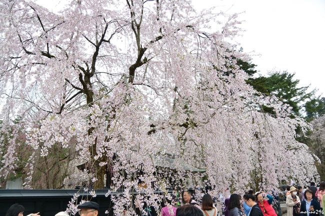 桜前線を追いかけて東北「みちのく三大桜名所」へ出掛けました。<br /><br />岩手県北上展勝地に続き、２ヶ所目は秋田県の角館です。<br />武家屋敷通りの枝垂れ桜と桧木内川のソメイヨシノを一緒に楽しむことが出来ました。<br />角館の桜まつりは、４月２０日～５月５日です。<br /><br />今回の三大桜スペシャルの旅行記は、<br />（１）北上展勝地(岩手県）<br />（２）角館武家屋敷通り（秋田県）<br />（３）弘前公園（青森県）<br />の３部に分けて作成します。<br /><br />