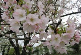 2017春、静岡県の桜(7/13)：国立遺伝学研究所構内(4/6)：300種類余の桜見本樹