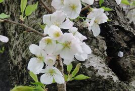 2017春、静岡県の桜(8/13)：国立遺伝学研究所構内(5/6)：桜見本樹、越の彼岸、天城吉野